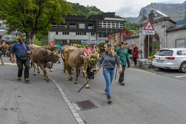 Agricultores con una manada de vacas en la trashumancia anual en Engelb —  Fotos de Stock