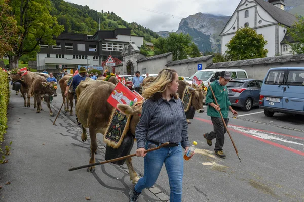 Agricoltori con una mandria di vacche in transumanza annuale a Engelb — Foto Stock