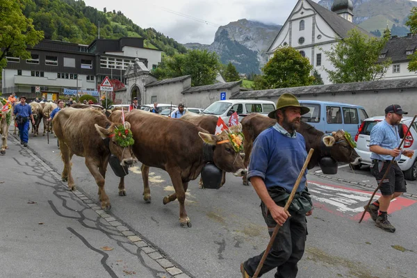 Agricultores con una manada de vacas en la trashumancia anual en Engelb —  Fotos de Stock