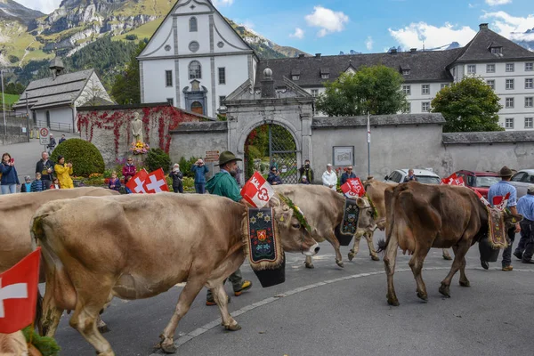 Engelb で年次移牧の牛の群れを持つ農家 — ストック写真