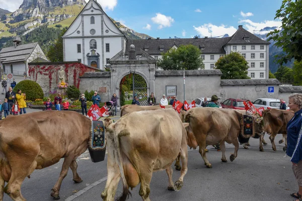 Agricoltori con una mandria di vacche in transumanza annuale a Engelb — Foto Stock