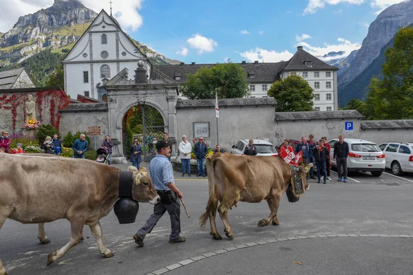 Agricoltori con una mandria di vacche in transumanza annuale a Engelb — Foto Stock
