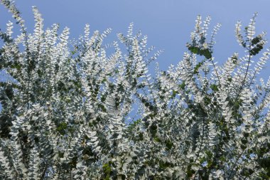 Arkaplan için bir ağacın dalları