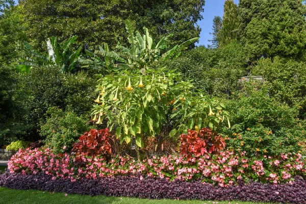 Ornamental floral garden and park of Madre island on lake Maggio — Stock Photo, Image