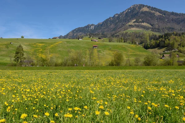 Paisaje Montañoso Prado Con Flores Los Alpes Suizos —  Fotos de Stock