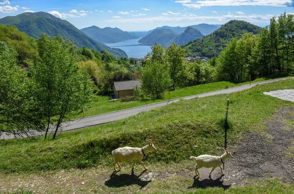 Vista Lugano Dal Monte Bre Sulla Svizzera — Foto Stock