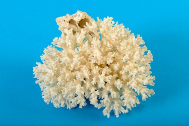 Mavi arka planda bir deniz kabuğunun yaşamı