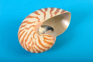 Mavi arka planda bir deniz kabuğunun yaşamı