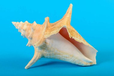 Mavi arka planda bir deniz kabuğunun yaşamı