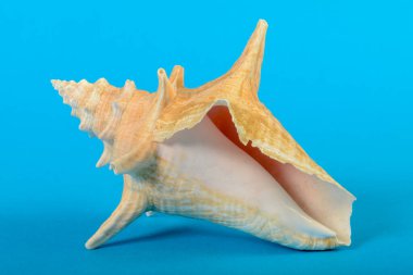 Mavi arka planda bir deniz kabuğunun yaşamı