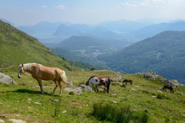 İsviçre Alplerinde Lugano 'nun üzerindeki Capriasca Vadisi' nde at otlatıyorum.
