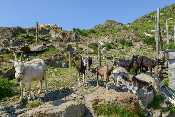 Capre Che Ritornano Alla Fattoria Dai Pascoli Della Valle Capriasca — Foto Stock