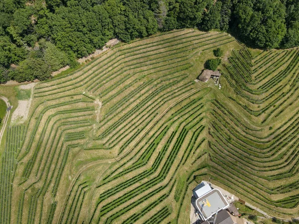 Blick Auf Das Gelände Weinberg Von Morcote Luganersee Der Schweiz — Stockfoto