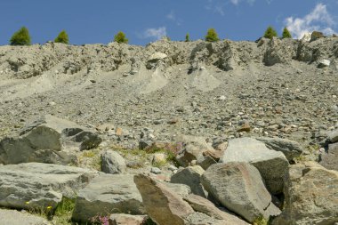 Dik ve kayalık duvarda bir sıra ağaç.