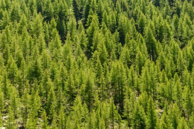 Arka plan ve doku için genç çam ormanları