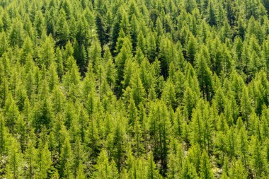 Arka plan ve doku için genç çam ormanları