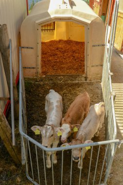Brunni 'de, İsviçre Alpleri' ndeki Engelberg üzerinde çitleri olan bir kulübede ağaç buzağıları.