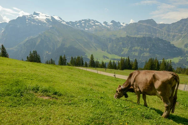 Paisaje Montaña Con Monte Titlis Brunni Sobre Engelberg Los Alpes —  Fotos de Stock