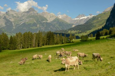 İsviçre Alplerinde Engelberg 'in yukarısındaki Gerschnialp' te otlayan inek sürüsü.