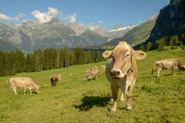İsviçre Alplerinde Engelberg 'in yukarısındaki Gerschnialp' te otlayan inek sürüsü.