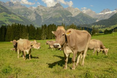 İsviçre Alplerinde Engelberg 'in yukarısındaki Gerschnialp' te otlayan inek sürüsü.