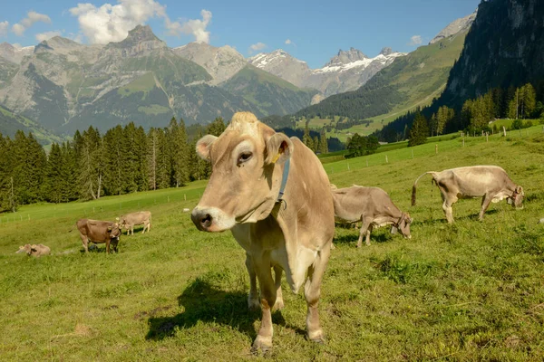 Stado Krów Pasących Się Gerschnialp Nad Engelbergiem Alpach Szwajcarskich — Zdjęcie stockowe