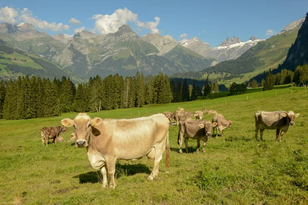 Besättning Kor Som Betar Vid Gerschnialp Ovanför Engelberg Schweiziska Alperna — Stockfoto