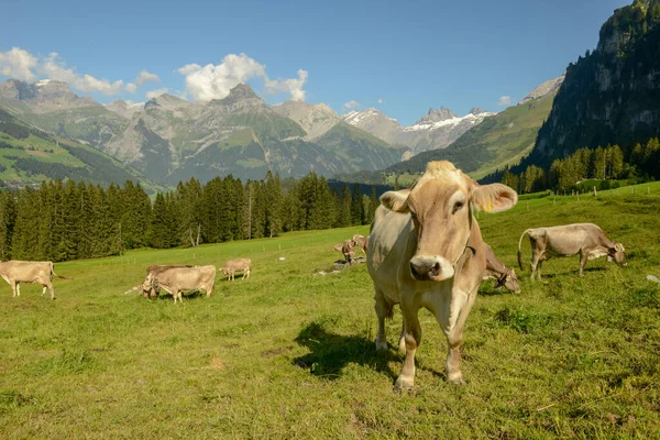 Rebaño Vacas Pastando Gerschnialp Sobre Engelberg Los Alpes Suizos —  Fotos de Stock