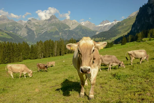 Rebaño Vacas Pastando Gerschnialp Sobre Engelberg Los Alpes Suizos —  Fotos de Stock