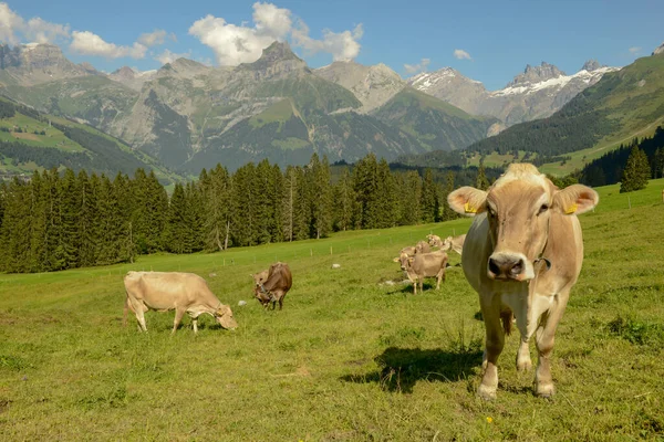 Stado Krów Pasących Się Gerschnialp Nad Engelbergiem Alpach Szwajcarskich — Zdjęcie stockowe