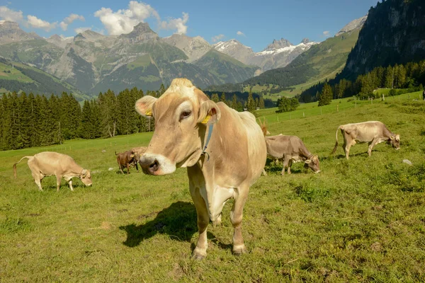在瑞士阿尔卑斯山Engelberg上方的Gerschnialp放牧的奶牛群 — 图库照片