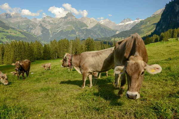 Rebaño Vacas Pastando Gerschnialp Sobre Engelberg Los Alpes Suizos — Foto de Stock