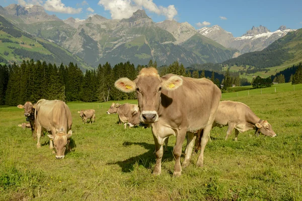 在瑞士阿尔卑斯山Engelberg上方的Gerschnialp放牧的奶牛群 — 图库照片
