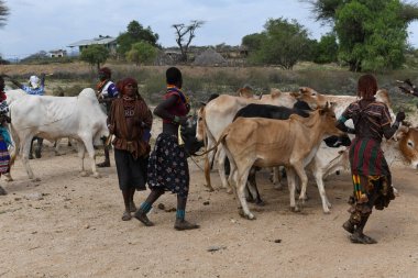 Dande, Etiyopya - 14 Ağustos 2025: Etiyopya yakınlarındaki Dande 'de boğa atlama töreni