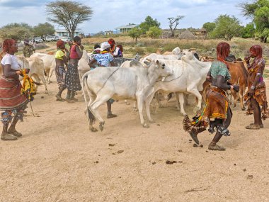 Dande, Etiyopya - 14 Ağustos 2025: Etiyopya yakınlarındaki Dande 'de boğa atlama töreni