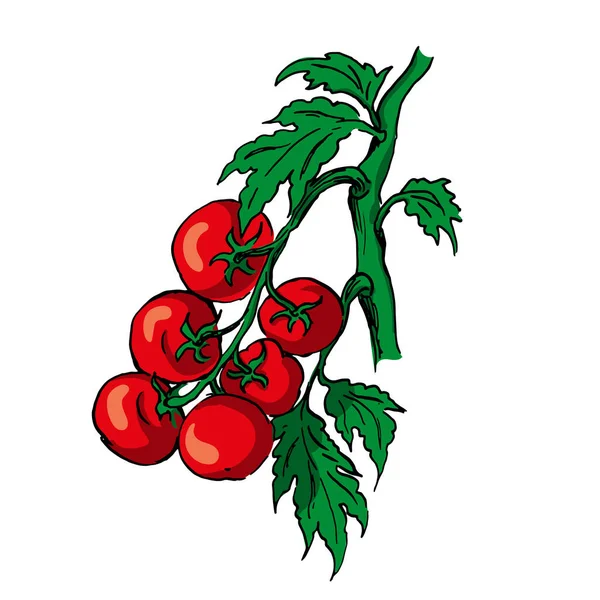 Vektor Ilustrasi Dari Cabang Tomat Gambar Tangan Berwarna - Stok Vektor