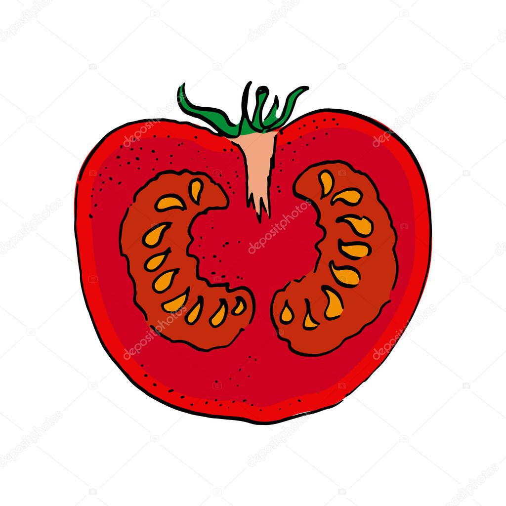 vertical cut of tomato. vector illustration. colour hand drawn