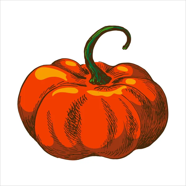 vector illustration of pumpkin. orange colour illustration isolated