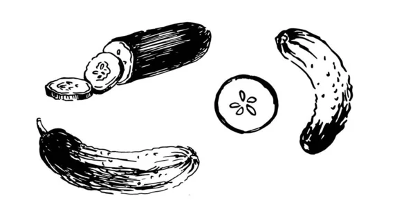 Verse Komkommer Plakjes Met Hand Getekend Inktschets Vectorillustratie Geïsoleerd — Stockvector