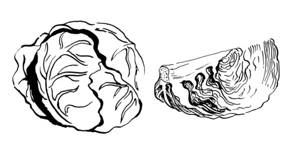 Голова Часть Капустного Набора Векторных Скелетов Рисунок Белом Фоне — стоковый вектор