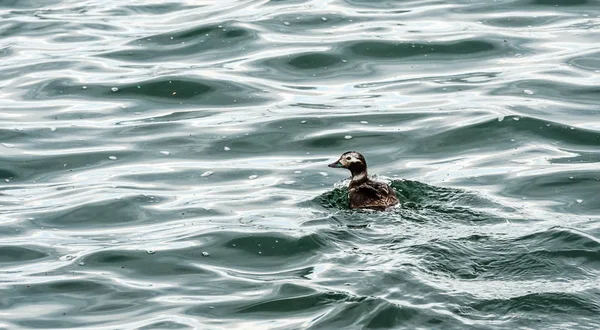 Pato Pequeno Nadando Contra Ondas Superfície Água Escura Deixando Rastro — Fotografia de Stock