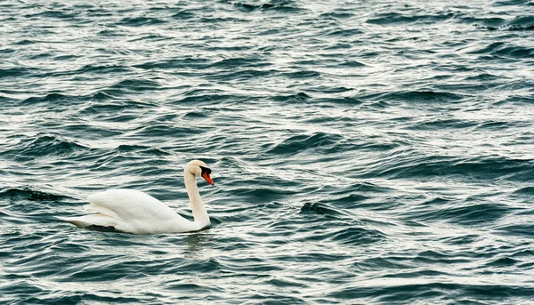 One Large White Mute Swan Floating Alone Wavy Dark Water — Stock Photo, Image