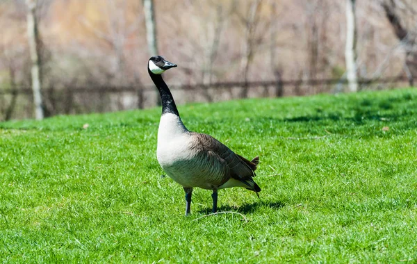 Eine Neugierige Und Wache Kanadagans Steht Auf Grünem Gras Park — Stockfoto