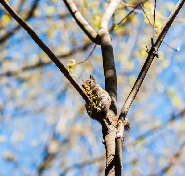 One Red Squirrel Perched Tree Branch Eating Fresh Green Plants — Stock Photo, Image