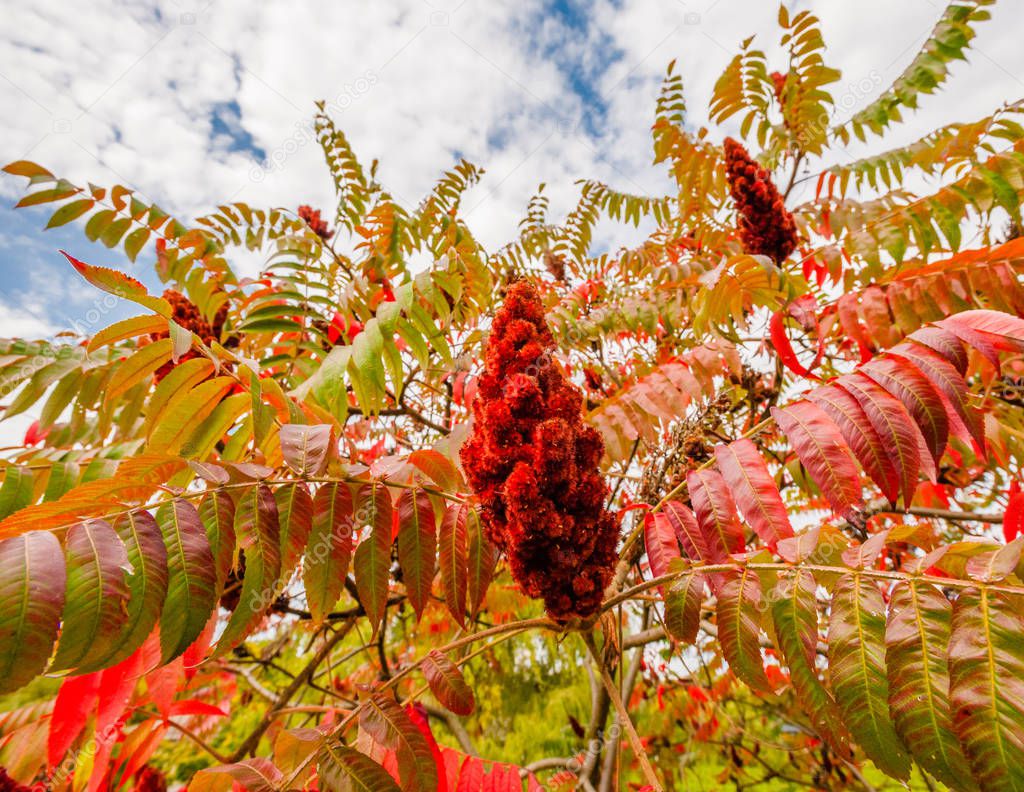 Large red sumac blossom and leaves in autumn.