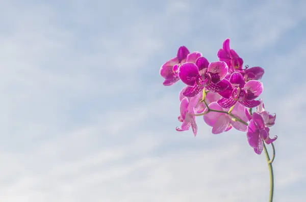 Questa Foto Bella Orhids Sul Cielo Bakcground — Foto Stock