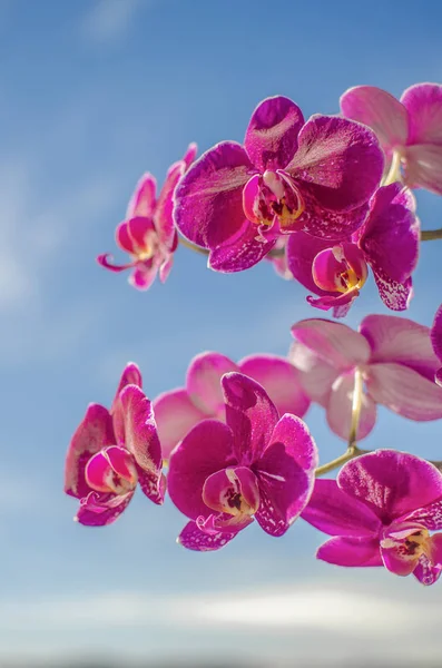 Questa Foto Mostra Belle Orchidee Nel Cielo Sfondo — Foto Stock