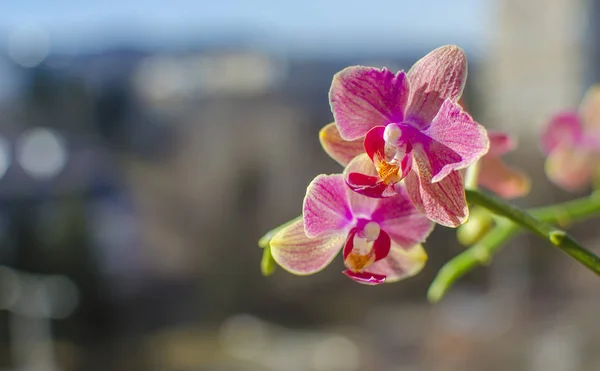 Questa Foto Mostra Belle Orchidee Nel Cielo Sfondo — Foto Stock