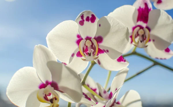 Questa Foto Mostra Belle Orchidee Nel Cielo — Foto Stock