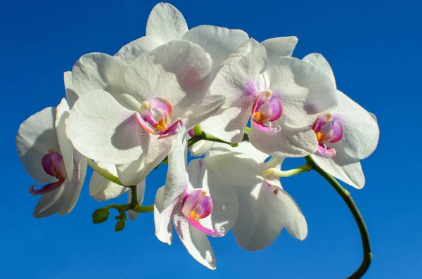 Belle Orchidee Uno Sfondo Cielo Limpido — Foto Stock